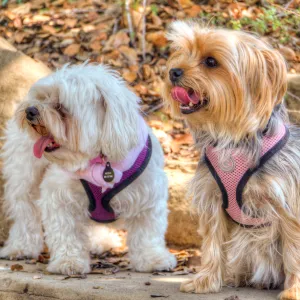 Trails n Tails 2014, Who's That Doggie in the Garden Photo Contest