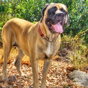 Trails n Tails 2014, Who's That Doggie in the Garden Photo Contest
