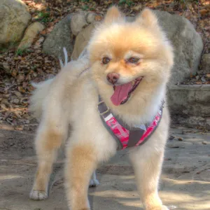 Trails n Tails 2014, Who's That Doggie in the Garden Photo Contest