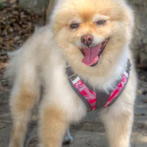 Trails n Tails 2014, Who's That Doggie in the Garden Photo Contest