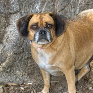 Trails n Tails 2014, Who's That Doggie in the Garden Photo Contest