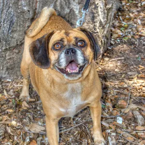 Trails n Tails 2014, Who's That Doggie in the Garden Photo Contest