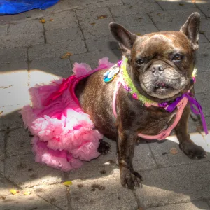 Trails n Tails 2014, Who's That Doggie in the Garden Photo Contest