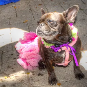 Trails n Tails 2014, Who's That Doggie in the Garden Photo Contest