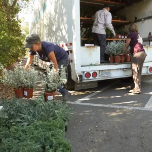 Fall Plant Sale 2014 Preparations