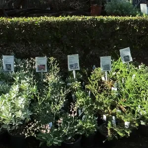 Fall Plant Sale 2014 Preview Eve Plant Display