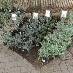 Fall Plant Sale 2014 Preview Eve Plant Display