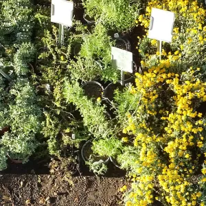 Fall Plant Sale 2014 Preview Eve Plant Display
