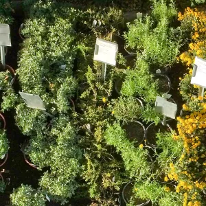 Fall Plant Sale 2014 Preview Eve Plant Display