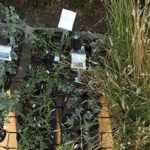 Fall Plant Sale 2014 Preview Eve Plant Display