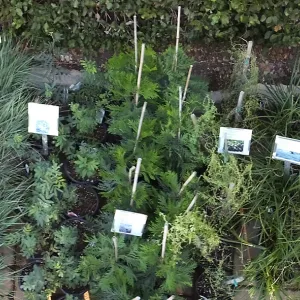 Fall Plant Sale 2014 Preview Eve Plant Display
