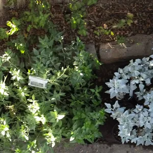 Fall Plant Sale 2014 Preview Eve Plant Display