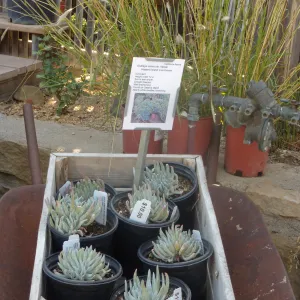 Fall Plant Sale 2014 Member Preview Party