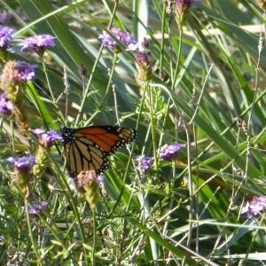 Butterfly in Garden
