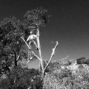 Manny Gonzalez removing fire-compromised oak next to rebuilt Cottage deck.