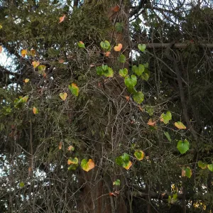 California Grape in Coast Redwood