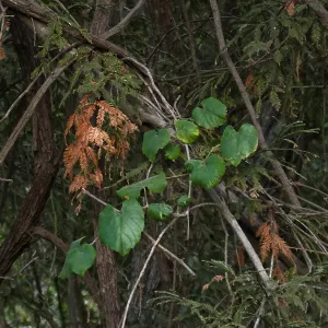 California Grape in Coast Redwood