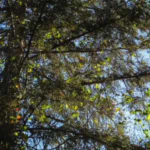 California Grape in Coast Redwood