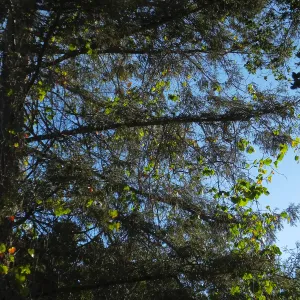 California Grape in Coast Redwood