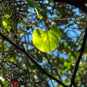 California Grape in Coast Redwood