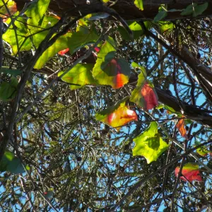 California Grape in Coast Redwood