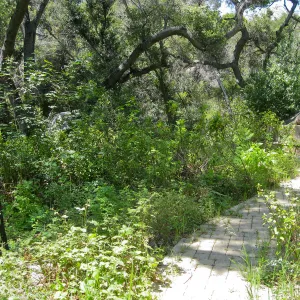 Campbell Bench site before maintenance