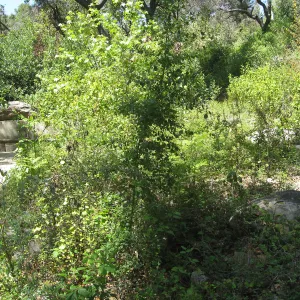 Campbell Bench site before maintenance