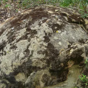 Boulder at Campbell Bench site