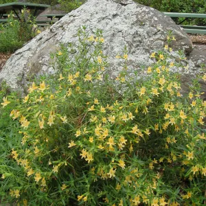 Monkeyflower, Mimulus aurantiacus at picnic site