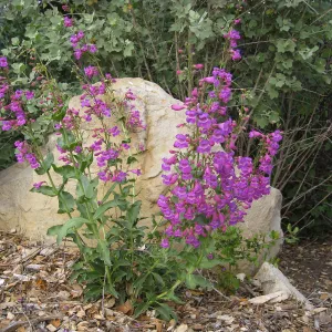 Penstemon spectabilis 