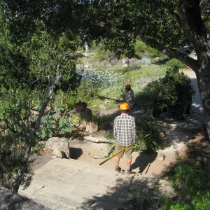 Removal of branch from oak at entry steps