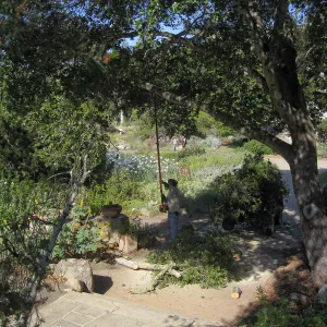 Removal of branch from oak at entry steps