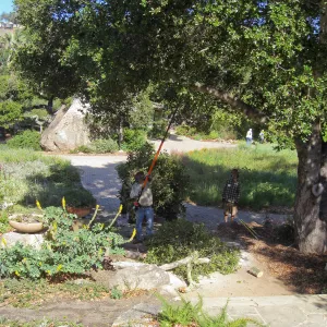 Removal of branch from oak at entry steps