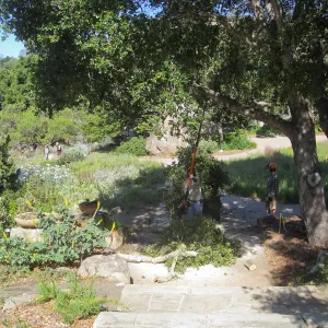 Removal of branch from oak at entry steps