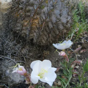 Ferocactus viridescens in Desert Section