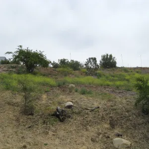 Pritzloff Conservation Center story pole study