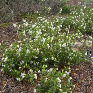 Mimulus 'Jelly Bean White'
