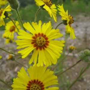 Madia elegans at the Gane site