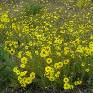 Madia elegans at the Gane site