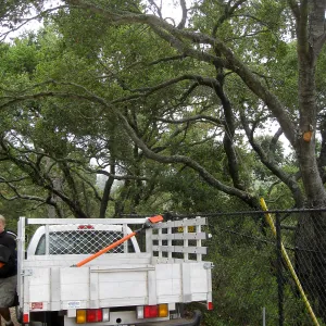 Lifting oak canopy at Tunnel Rd gate before delivery of Campbell bridge materials