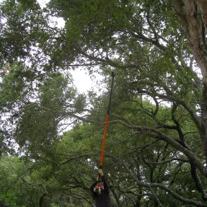 Lifting oak canopy at Tunnel Rd gate before delivery of Campbell bridge materials