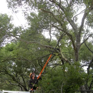 Lifting oak canopy at Tunnel Rd gate before delivery of Campbell bridge materials