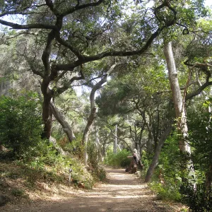 Canyon Trail looking north