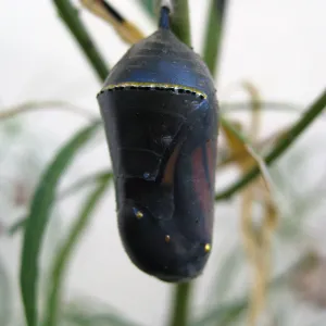 Monarch butterfly crysalis