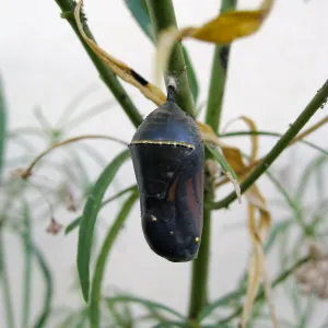 Monarch butterfly crysalis