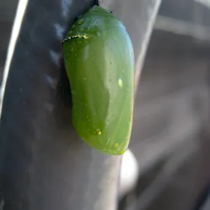 Monarch butterfly crysalis