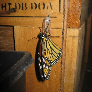  Newly pupated Monarch butterfly