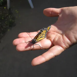  Newly pupated Monarch butterfly