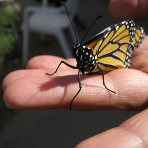  Newly pupated Monarch butterfly
