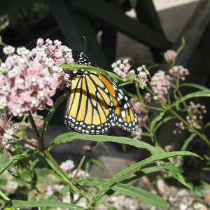  Newly pupated Monarch butterfly
